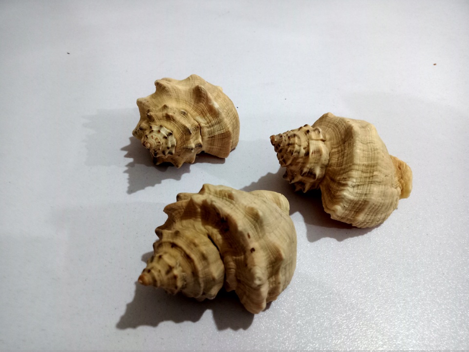 Good Quality Natural Shells for Aquariums - 3 Pieces