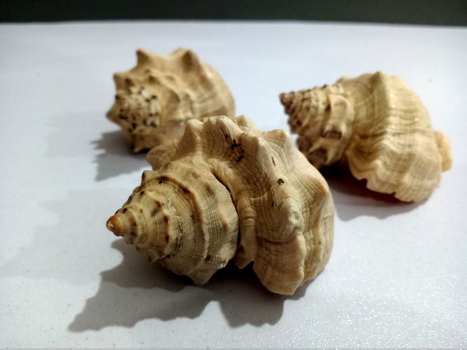 Good Quality Natural Shells for Aquariums - 3 Pieces