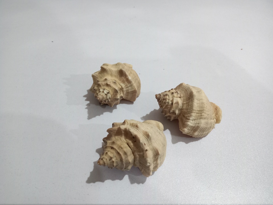 Good Quality Natural Shells for Aquariums - 3 Pieces