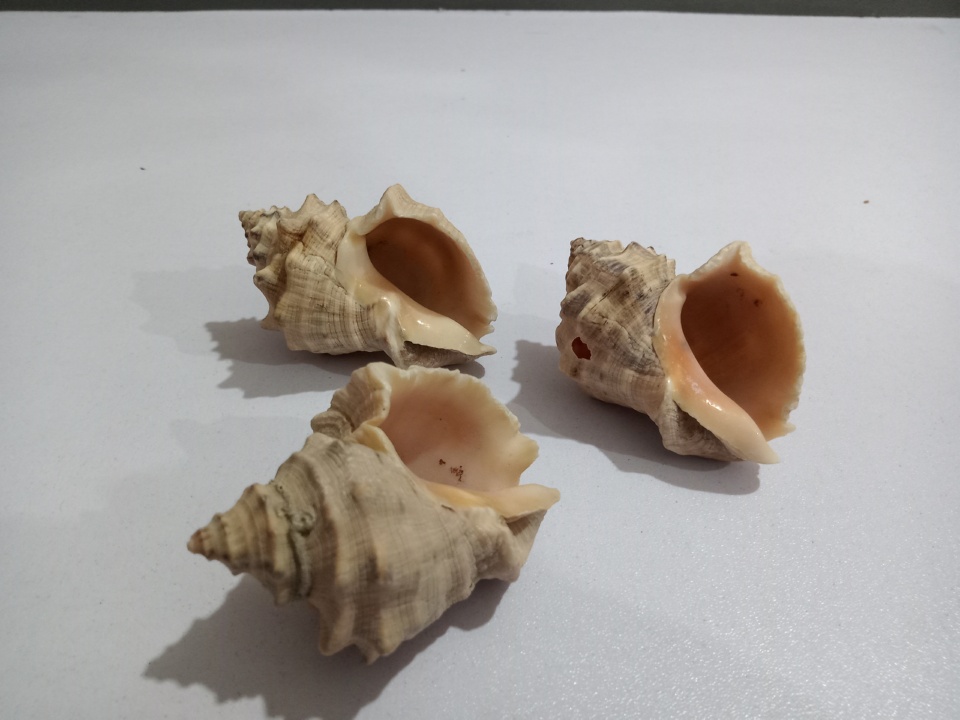 Good Quality Natural Shells for Aquariums - 3 Pieces