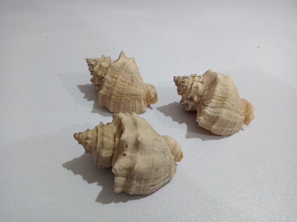 Good Quality Natural Shells for Aquariums - 3 Pieces